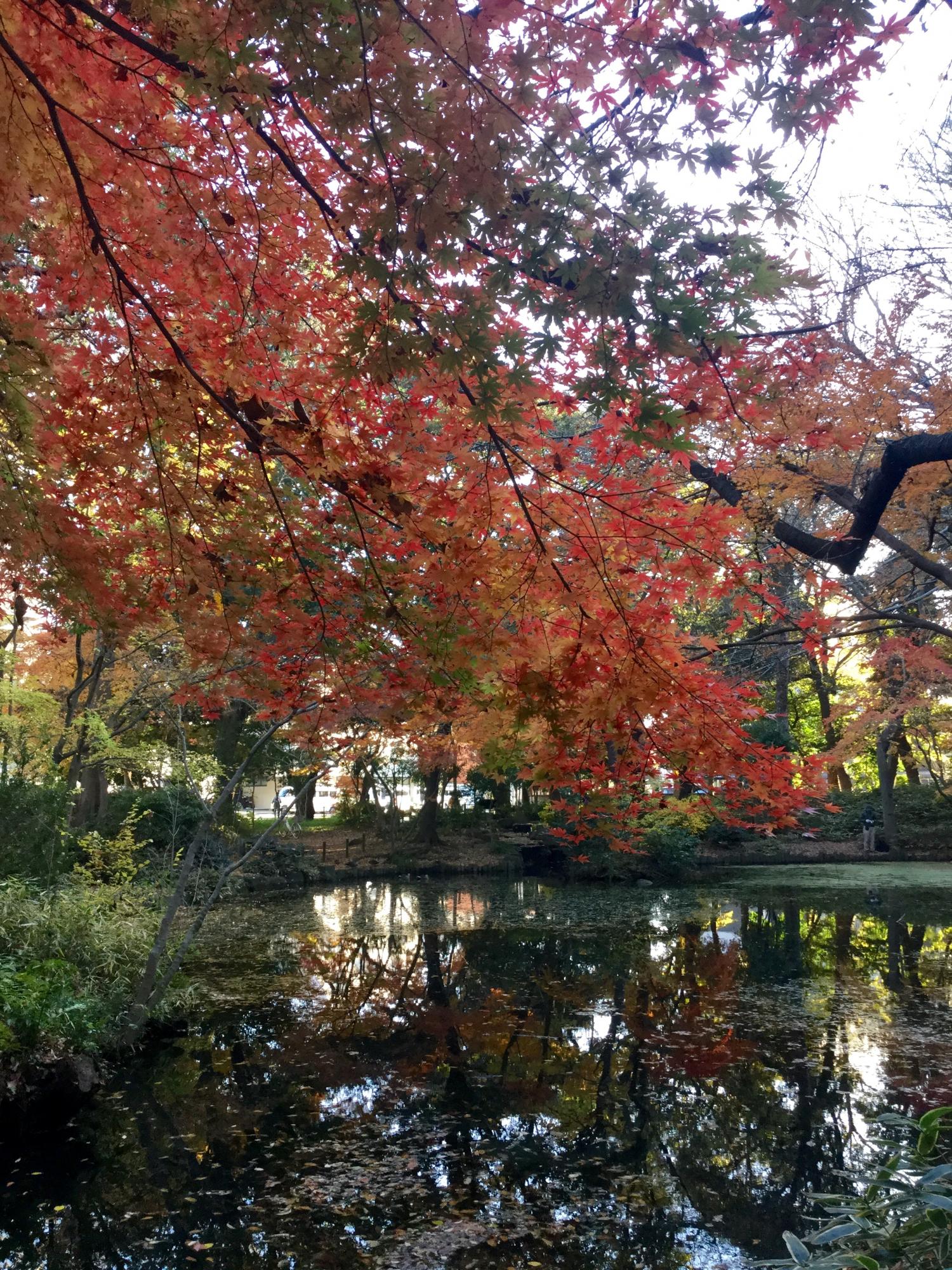 石神井公園 記念庭園の紅葉 画像