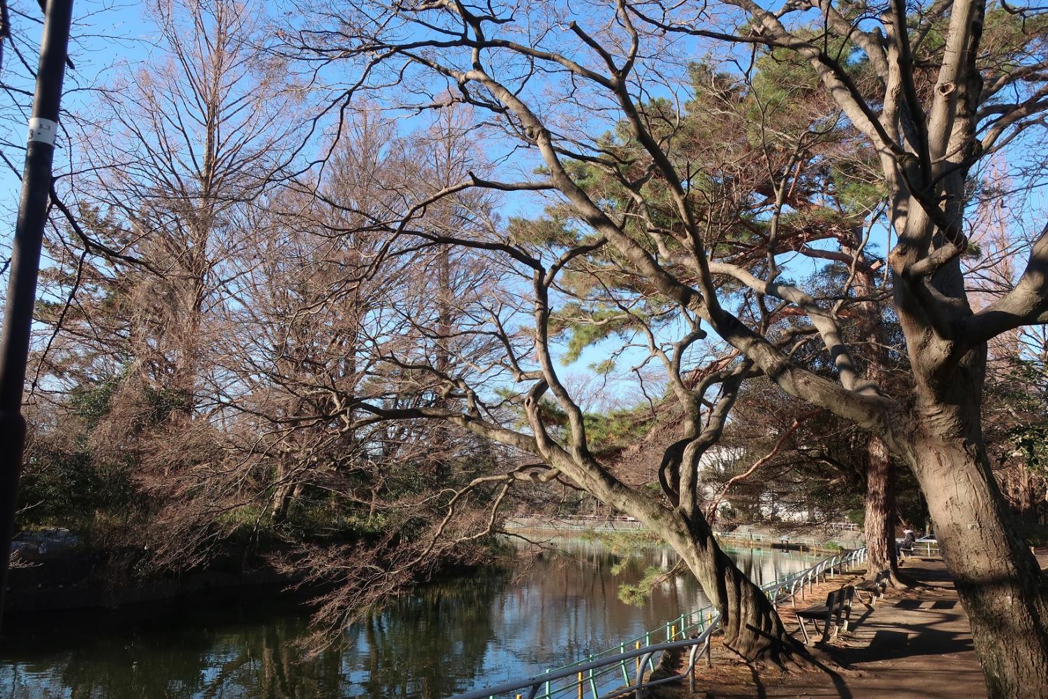 武蔵関公園、1月朝 画像