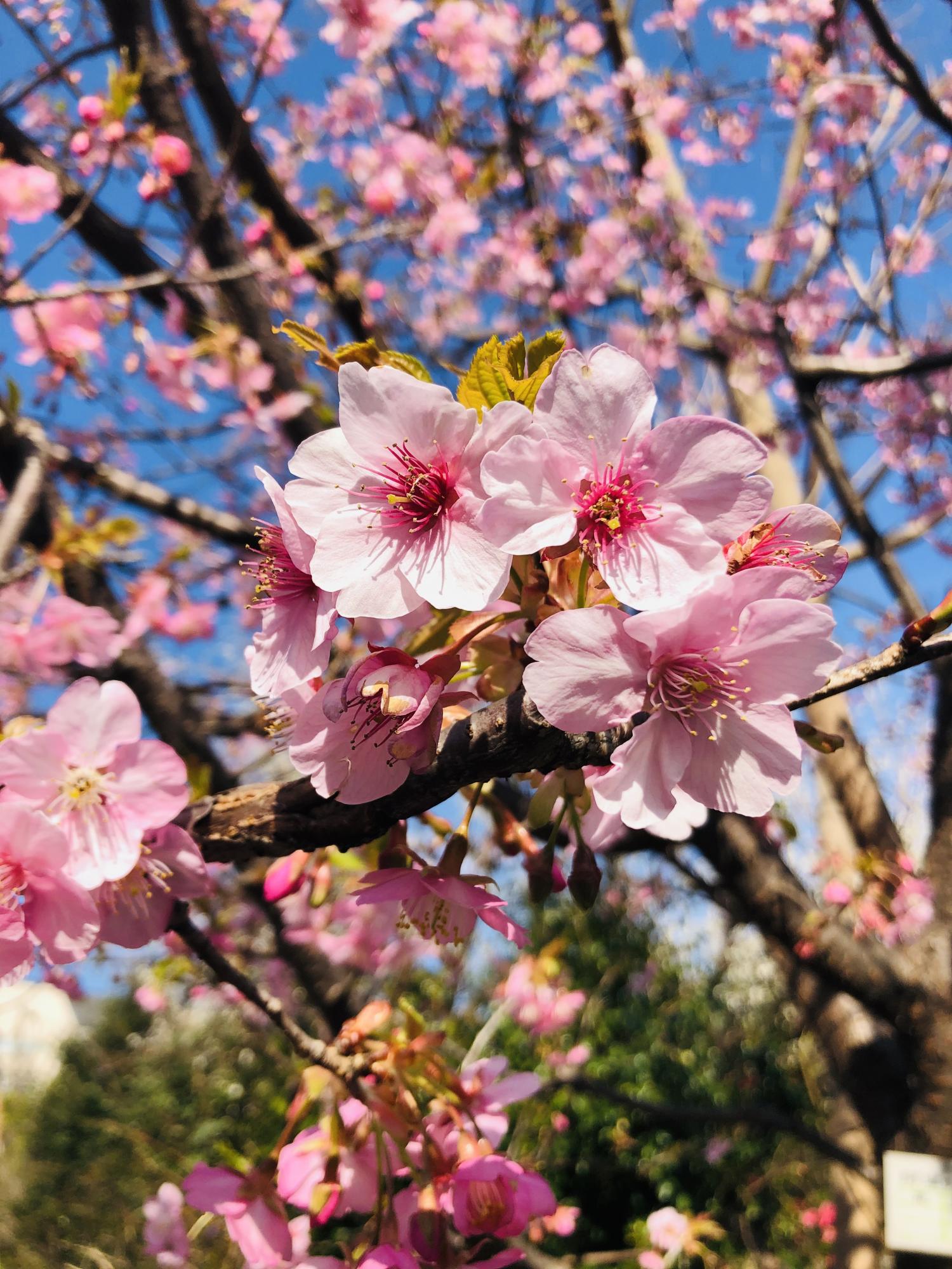 梅林公園の河津桜 画像
