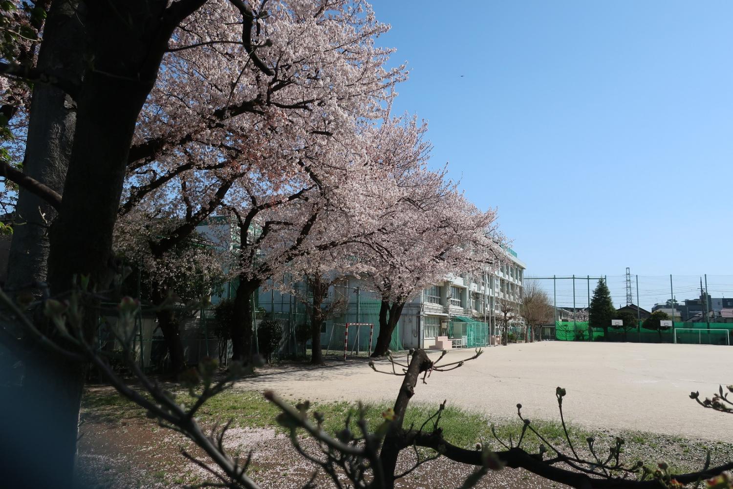 桜　３題 画像