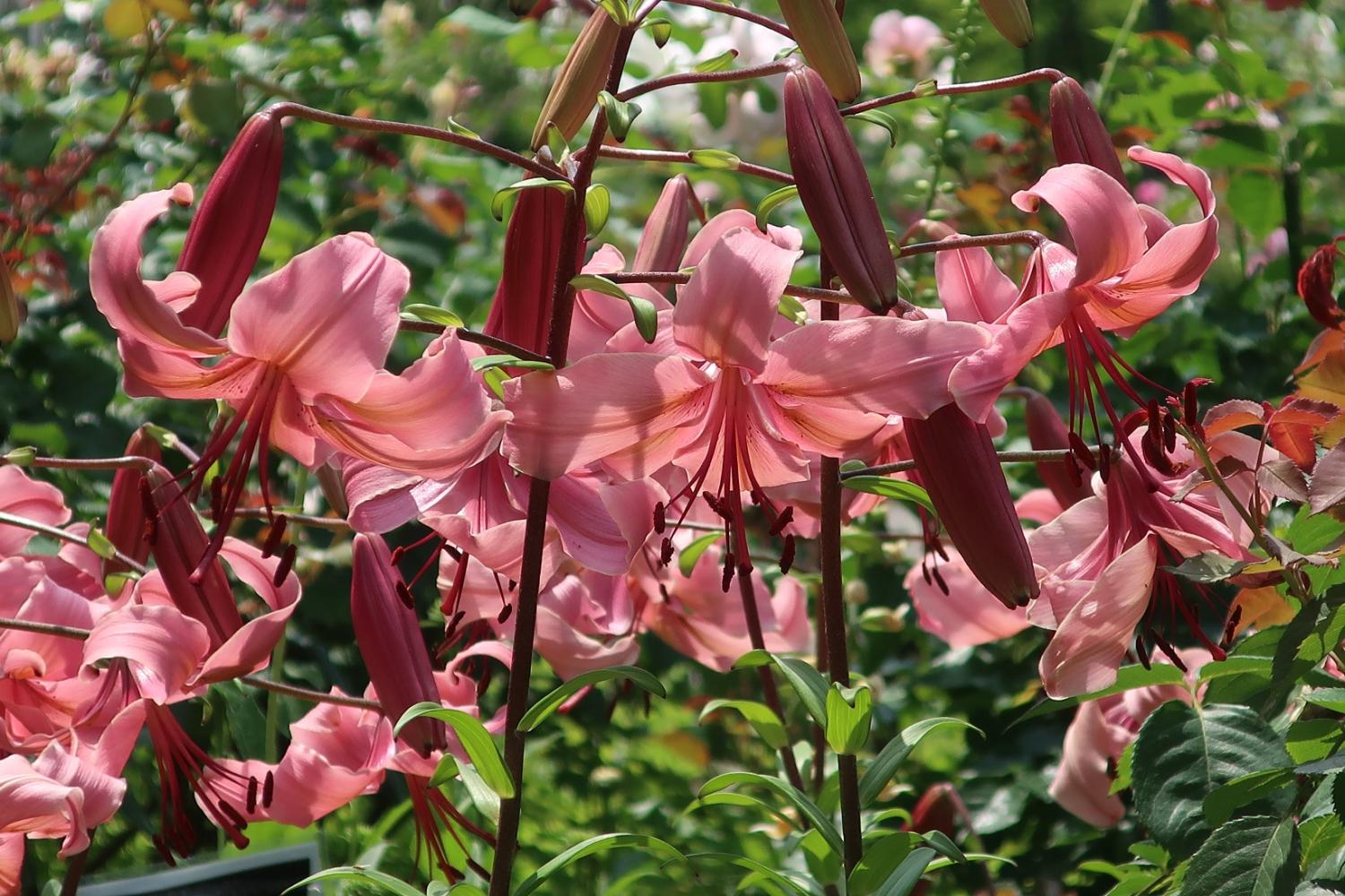 四季の香ローズガーデンのユリの花 画像