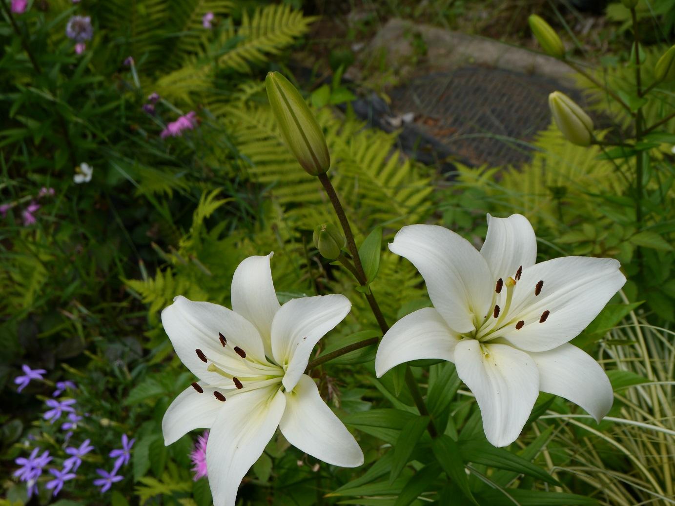 四季の香ローズガーデンのユリの花 画像