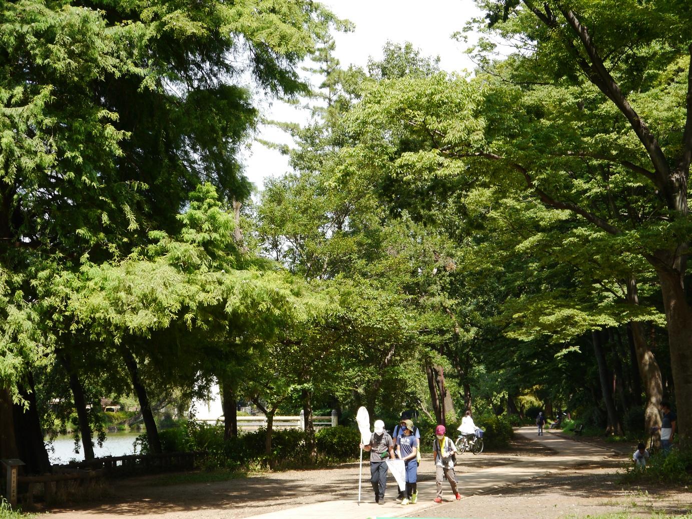 石神井公園　8月下旬 画像