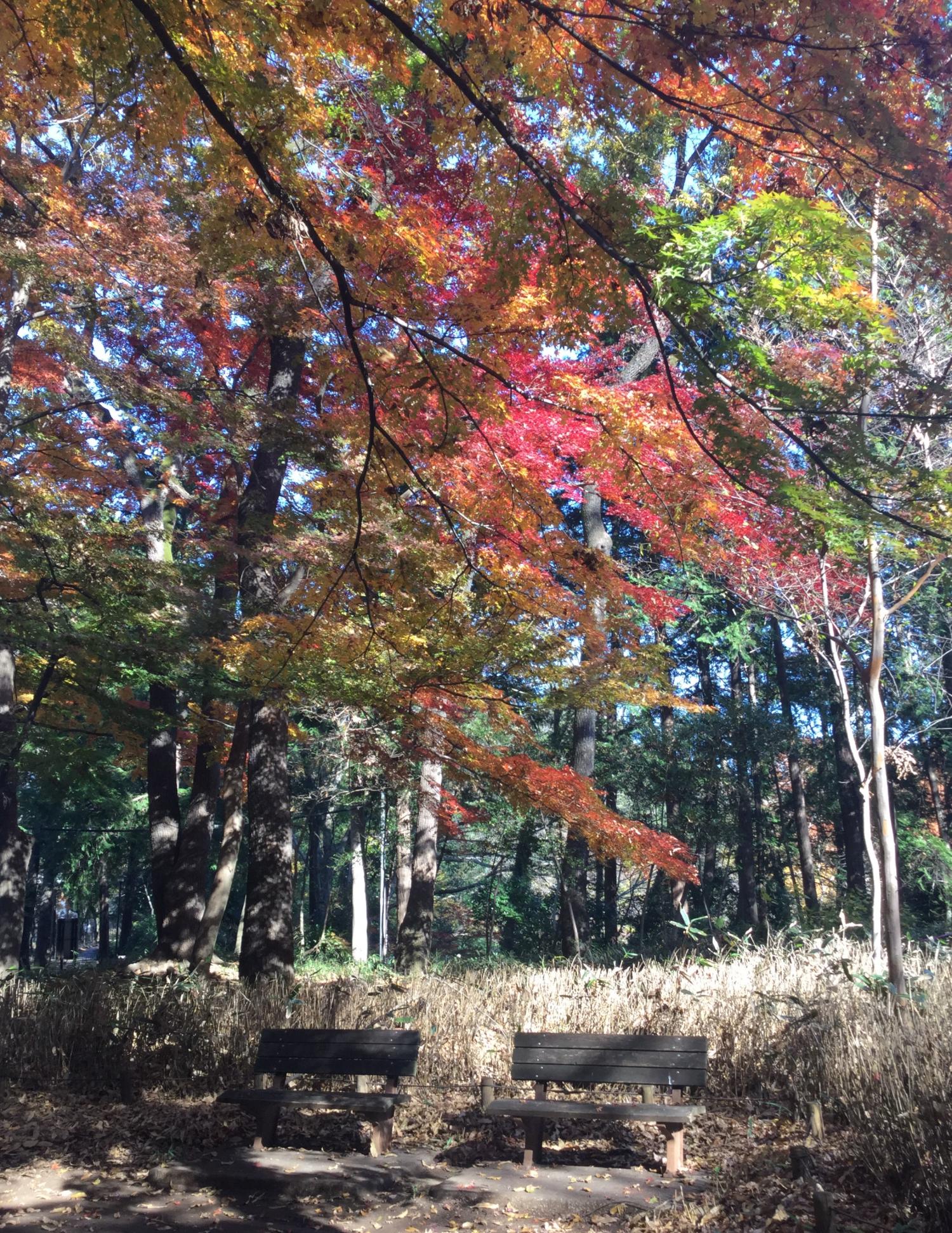 石神井公園野鳥誘致林の紅葉