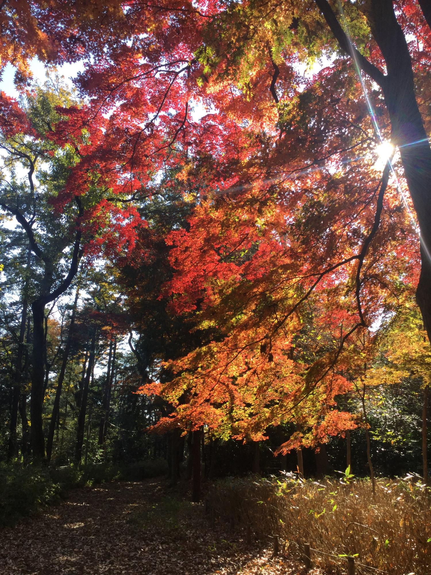石神井公園野鳥誘致林の紅葉 画像