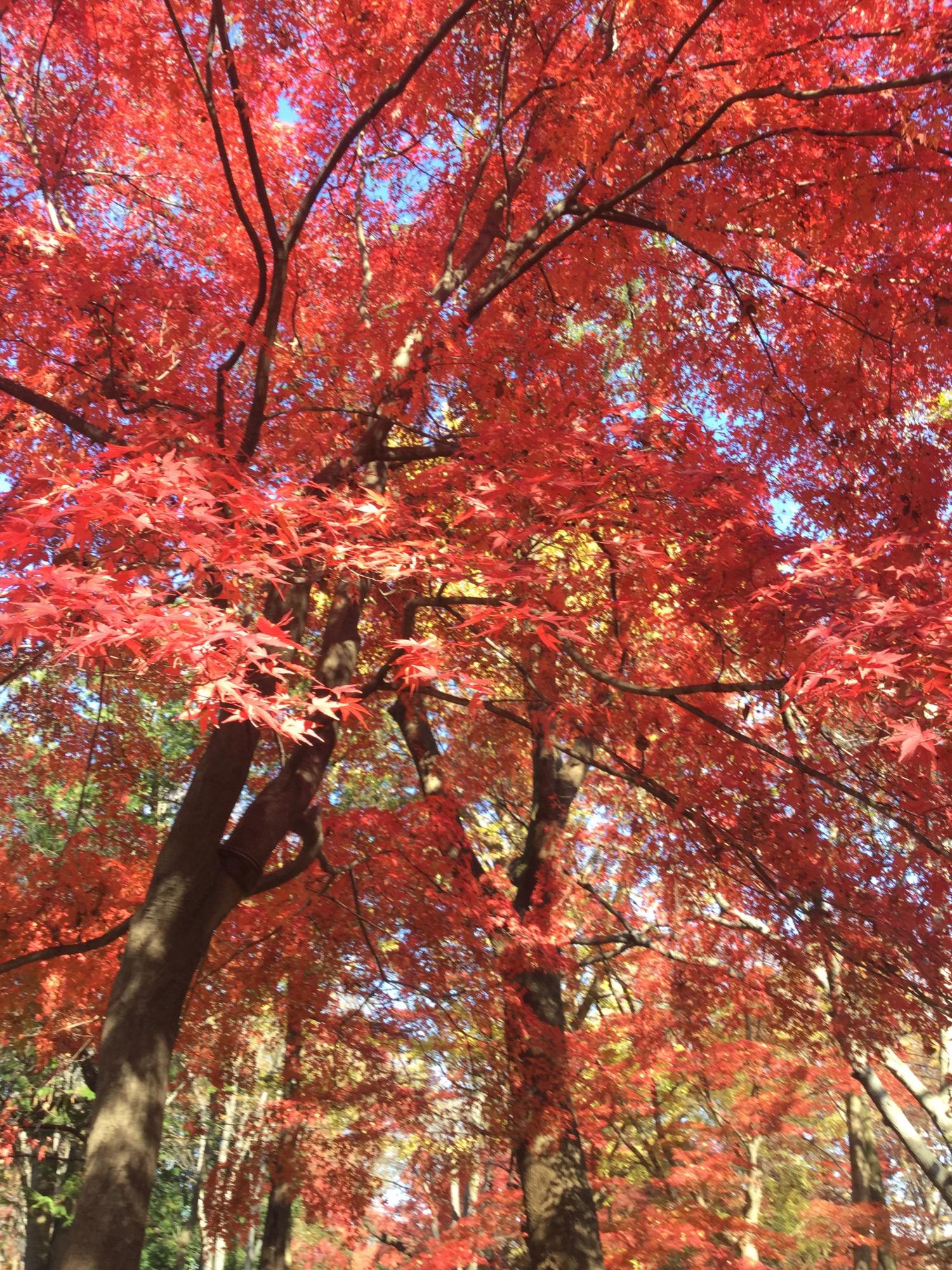 紅葉の季節 大好き！ 画像
