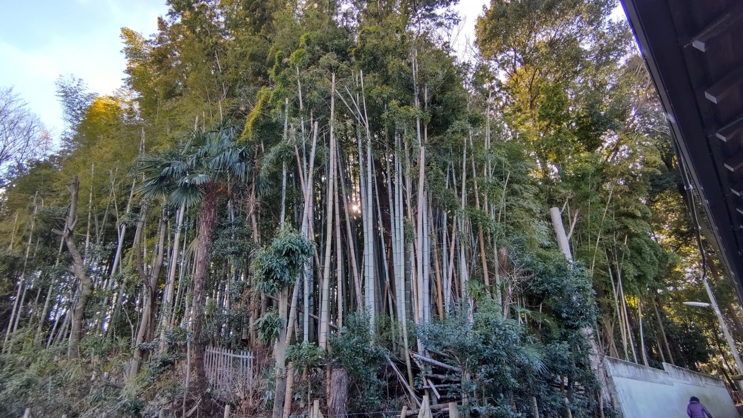 三宝寺裏の竹林（石神井公園の横）