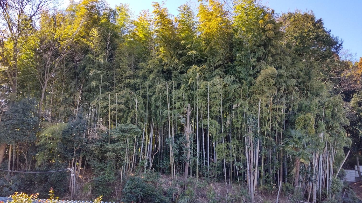 三宝寺裏の竹林（石神井公園の横） 画像