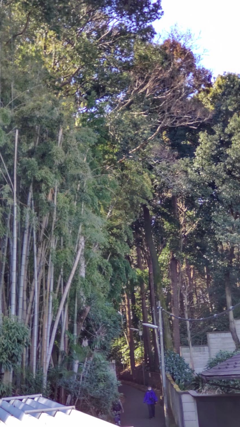 石神井公園と三宝寺の間の細道と森