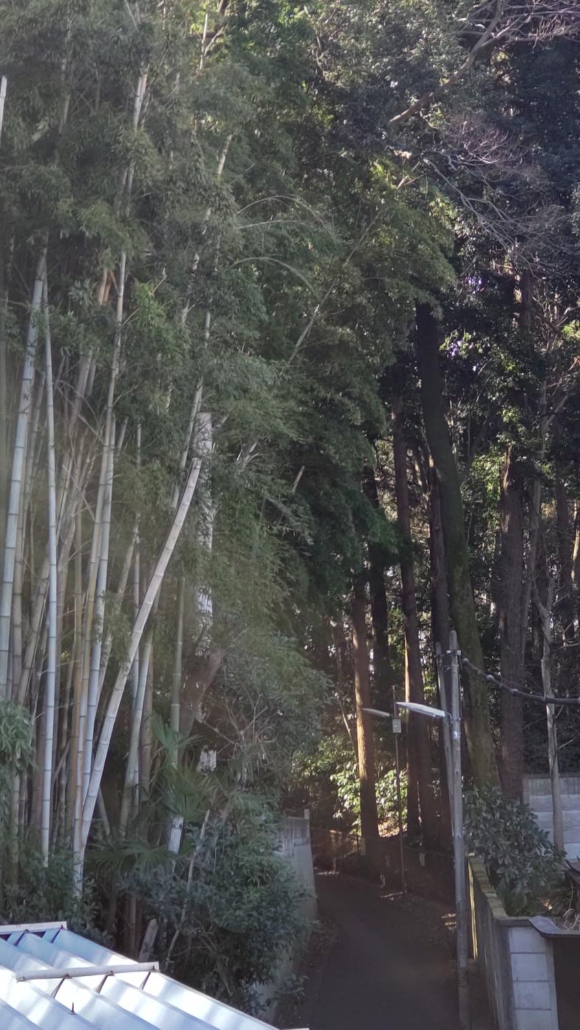 石神井公園と三宝寺の間の細道と森 画像