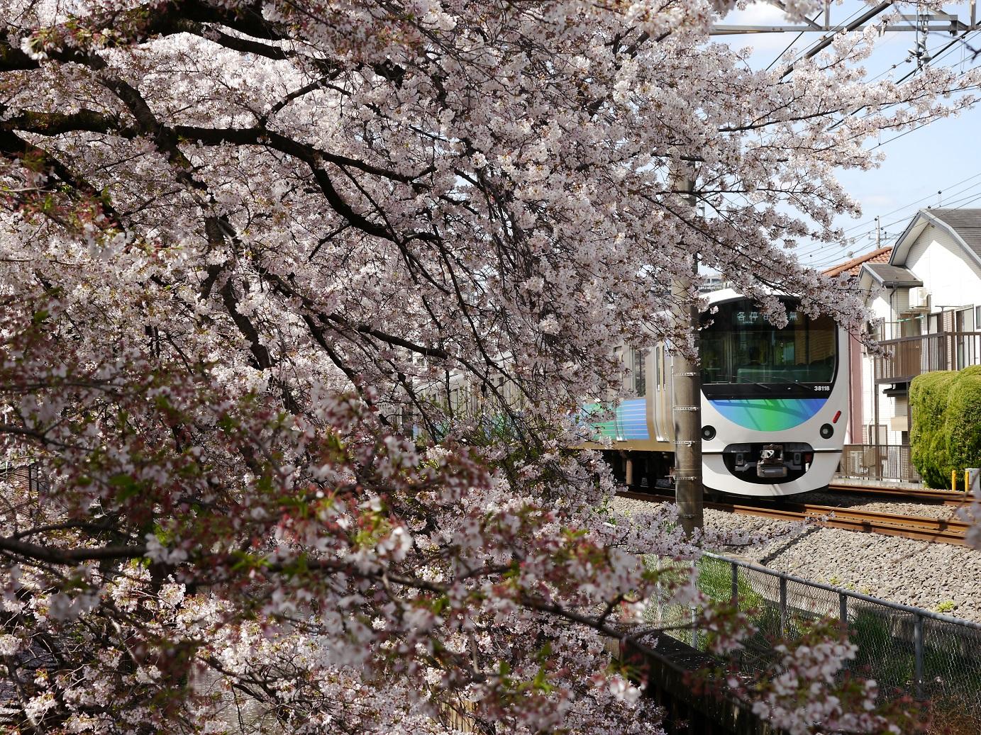 満開の桜、菜の花と西武線 画像