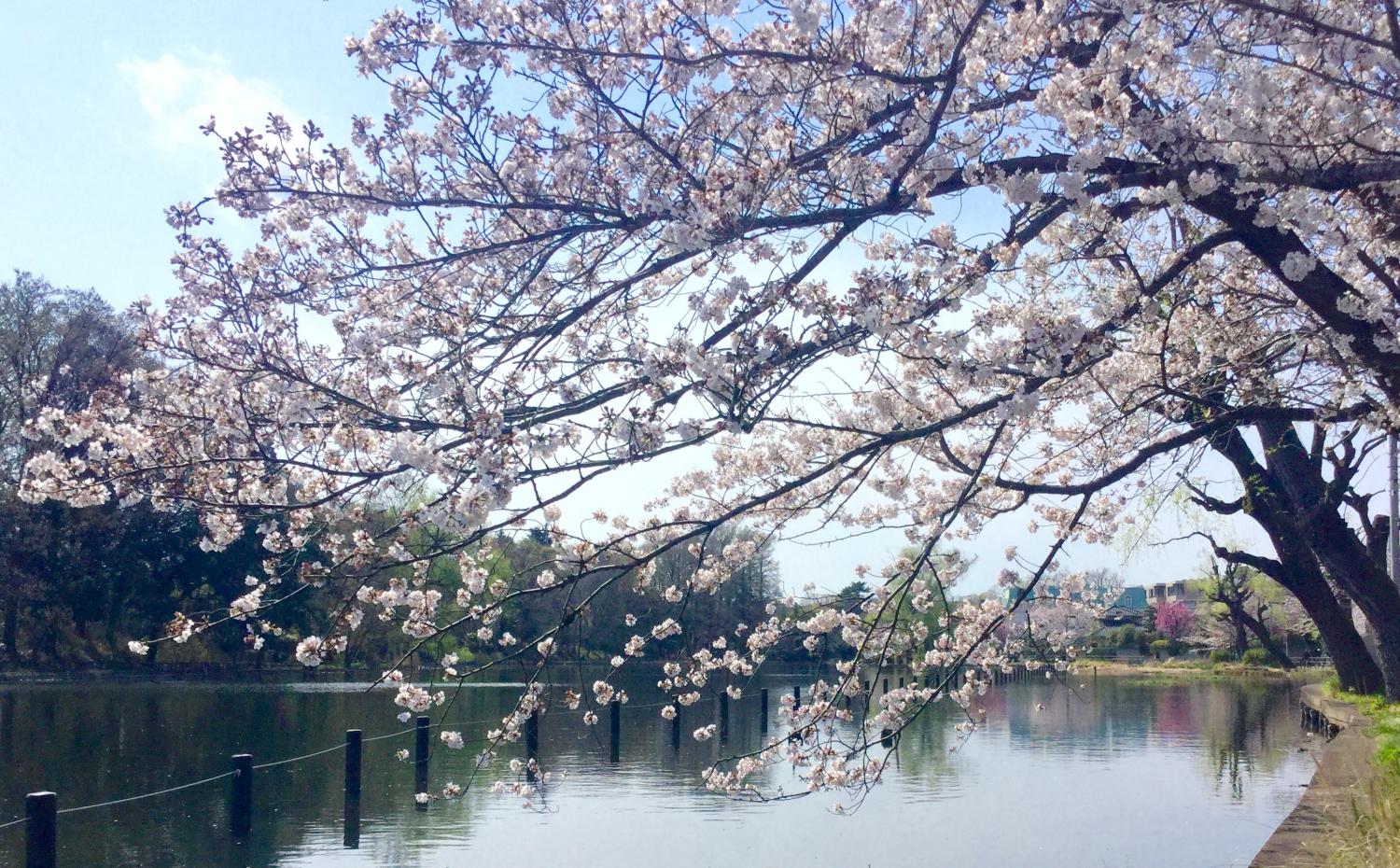 桜の季節 大好き！