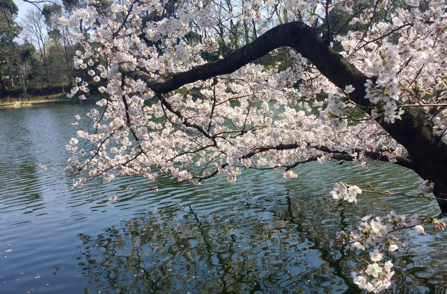 桜の季節 大好き！ 画像