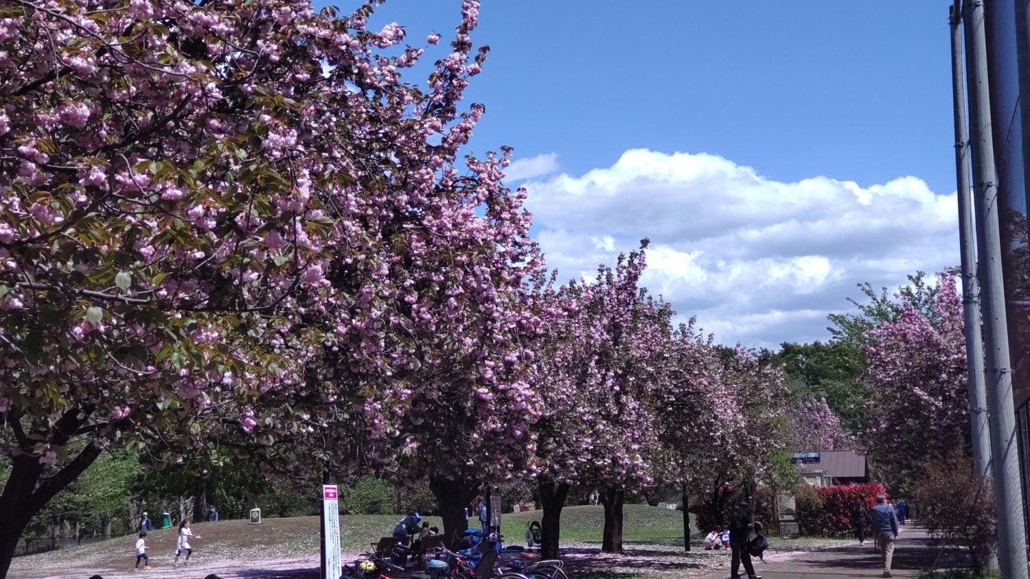 石神井公園の八重桜並木（B地区野球場と草地広場の間） 画像