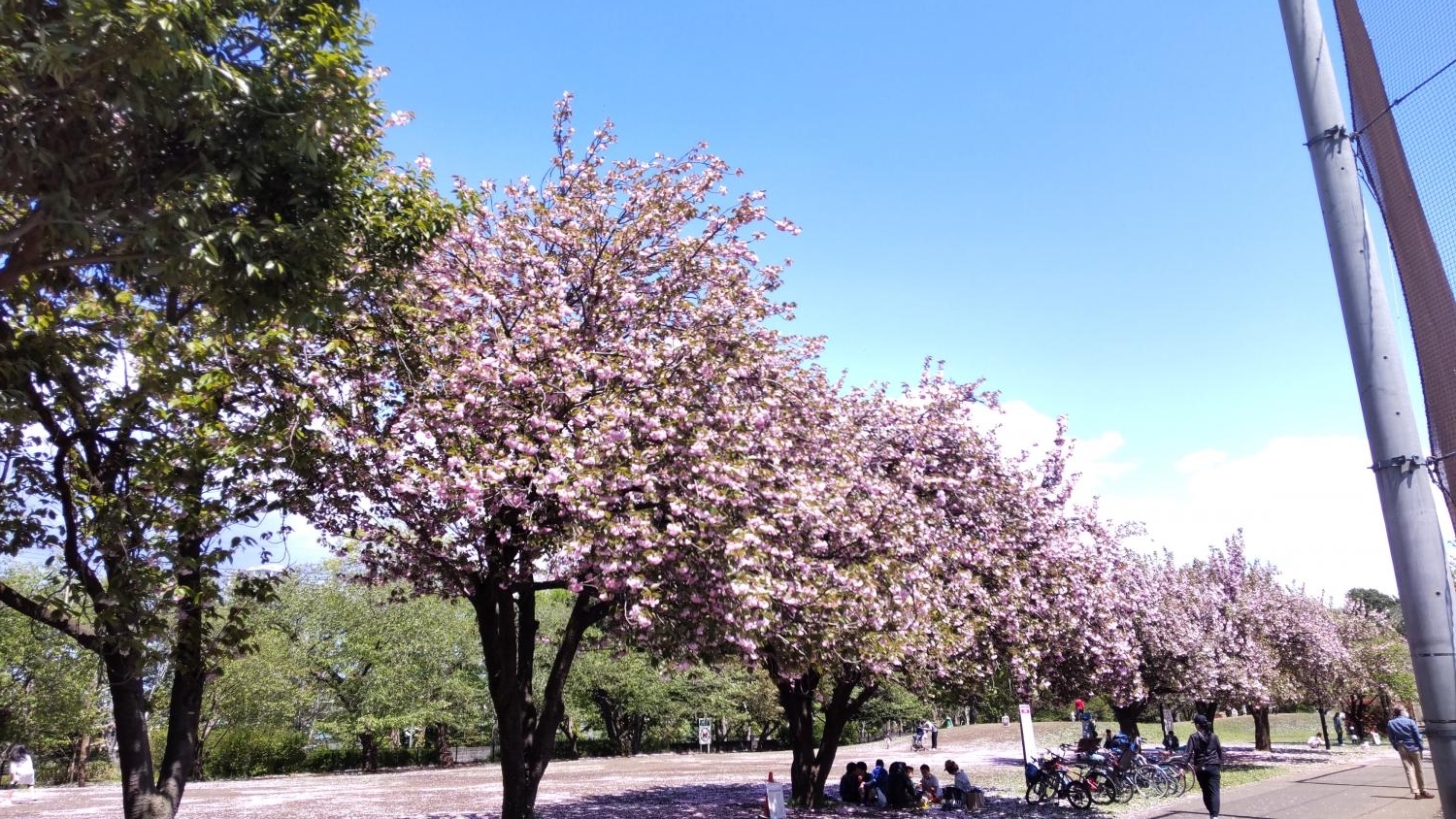 石神井公園の八重桜並木（B地区野球場と草地広場の間）その２