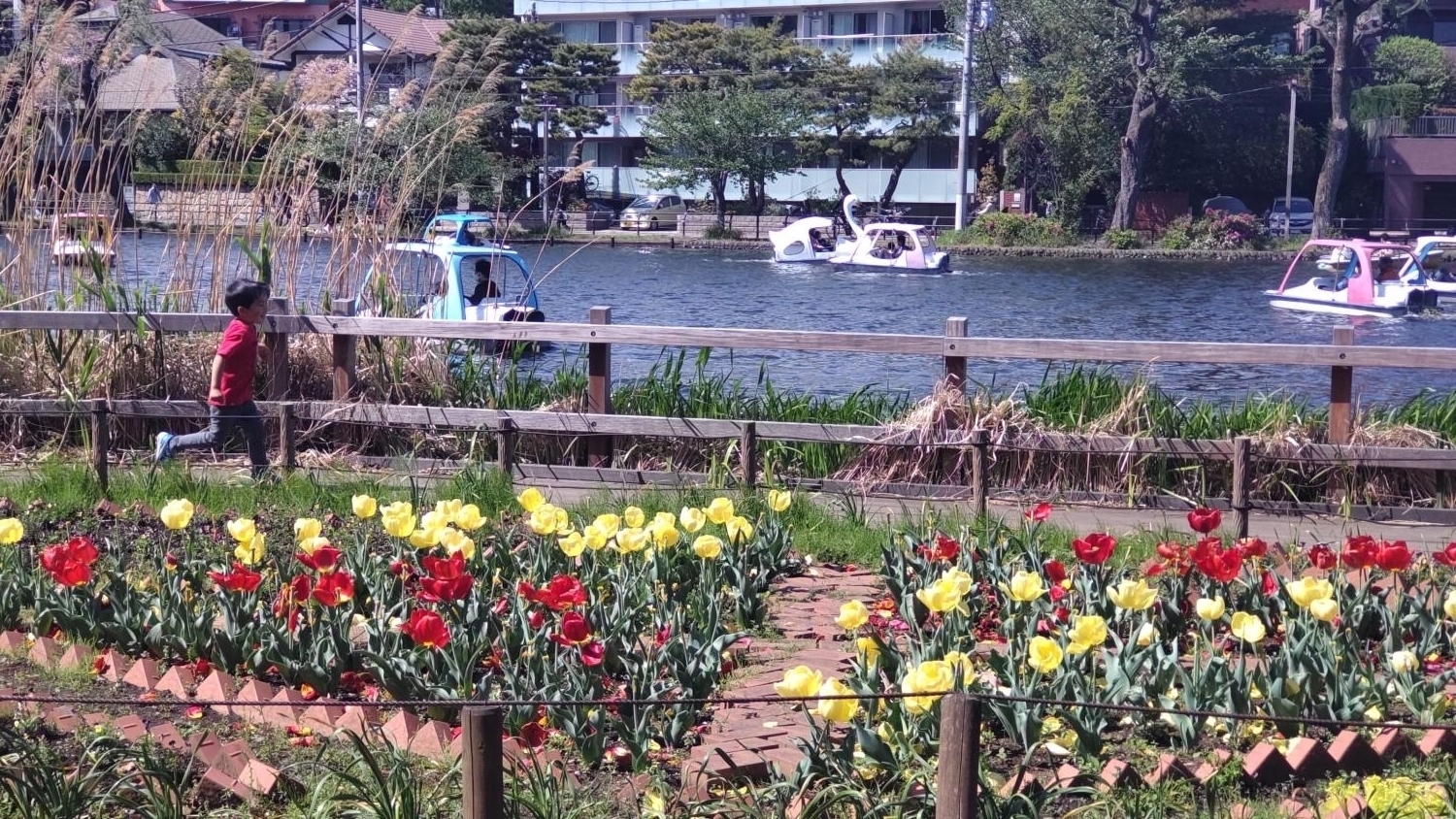 石神井公園のボート池とチューリップ