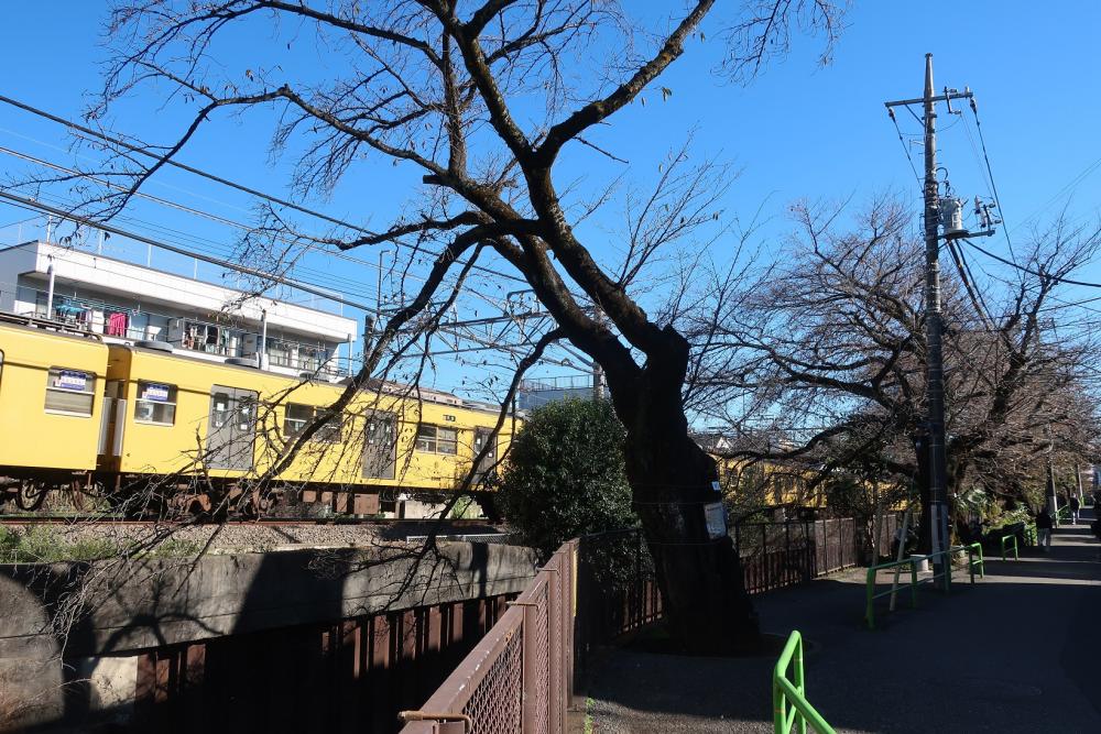 武蔵関・石神井川沿いの桜並木 画像