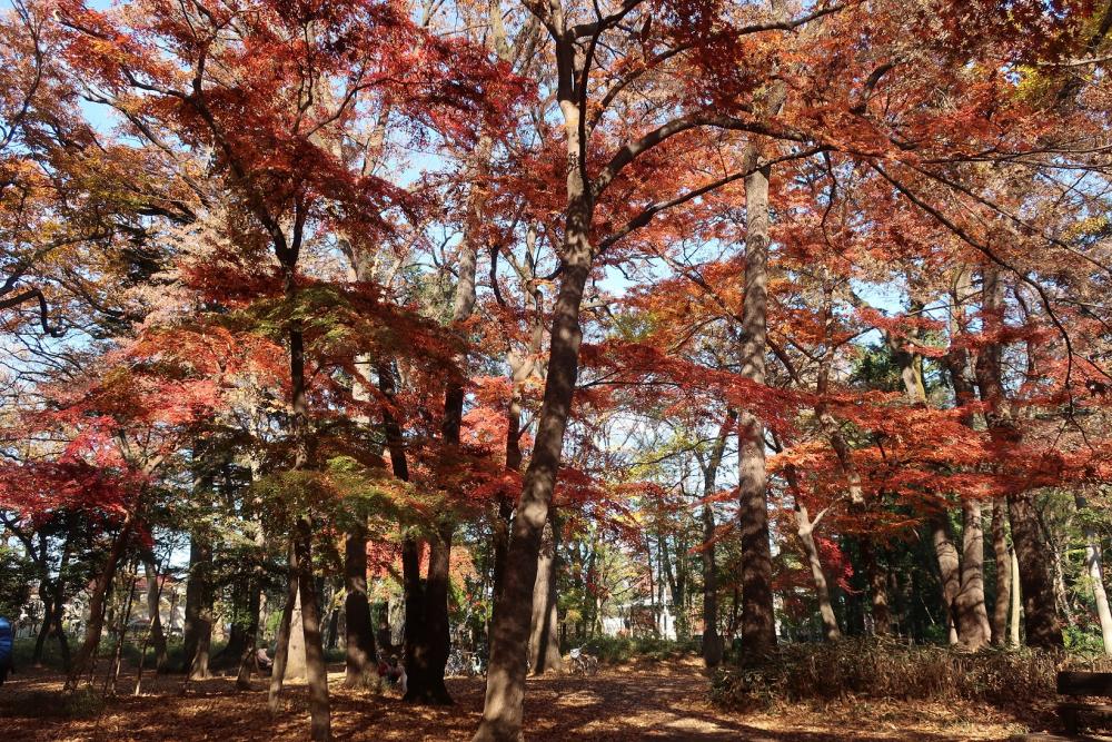 紅葉：石神井公園 画像