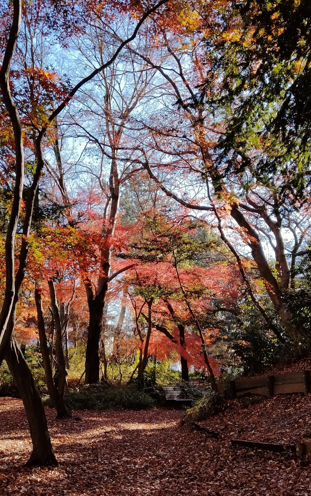 石神井公園記念庭園、史跡公園の紅葉 画像