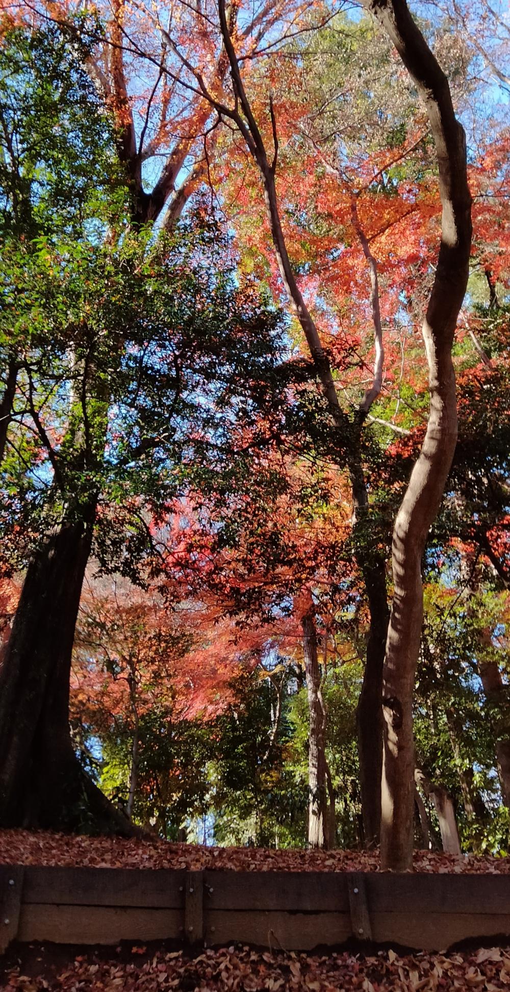 石神井公園記念庭園、史跡公園の紅葉 画像