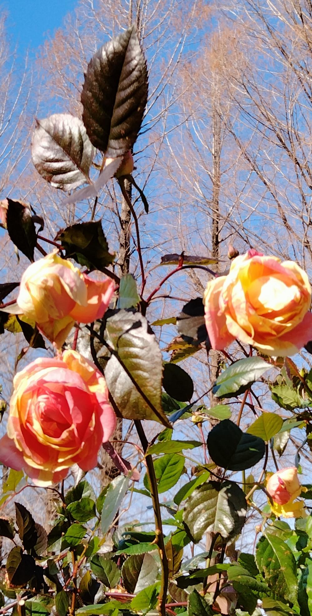 1月の四季の香ローズガーデンの薔薇 画像