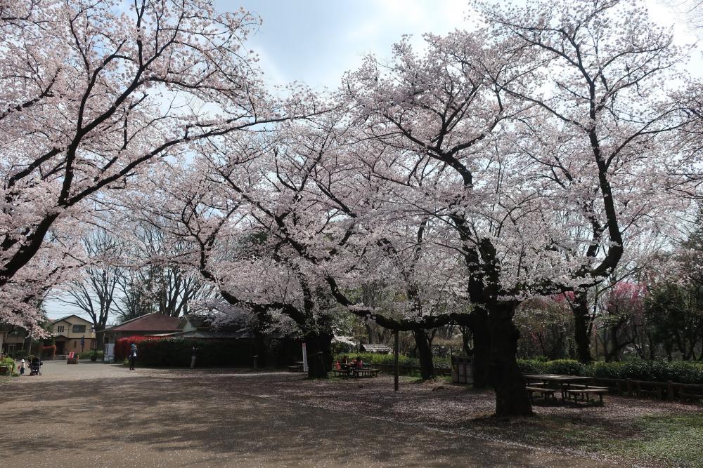 さくら満開・石神井公園3月31日 画像