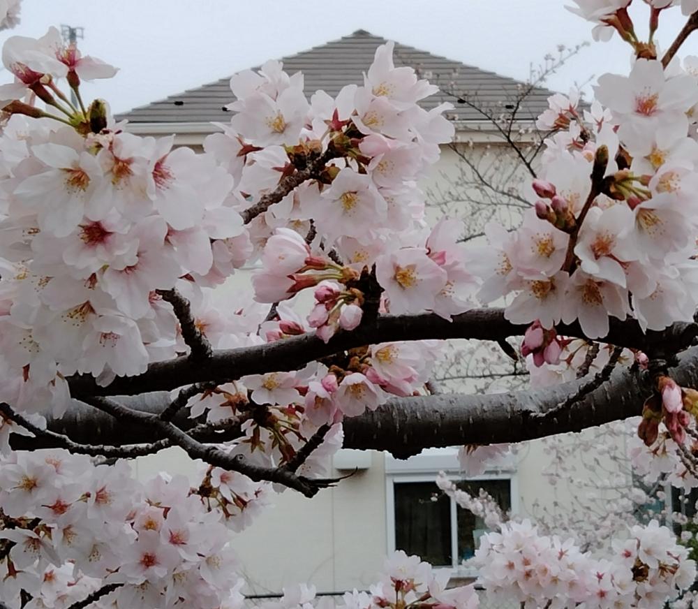 満開の桜とっても綺麗！