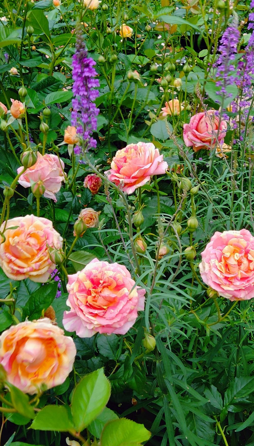薔薇の花園 画像