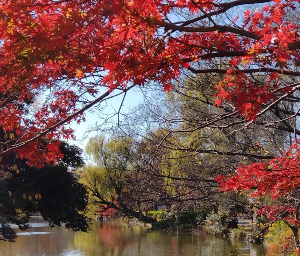 ボート池の紅葉