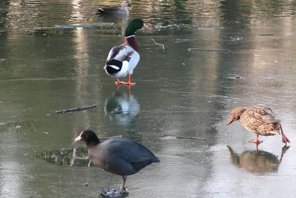 氷上を歩く水鳥＠石神井池