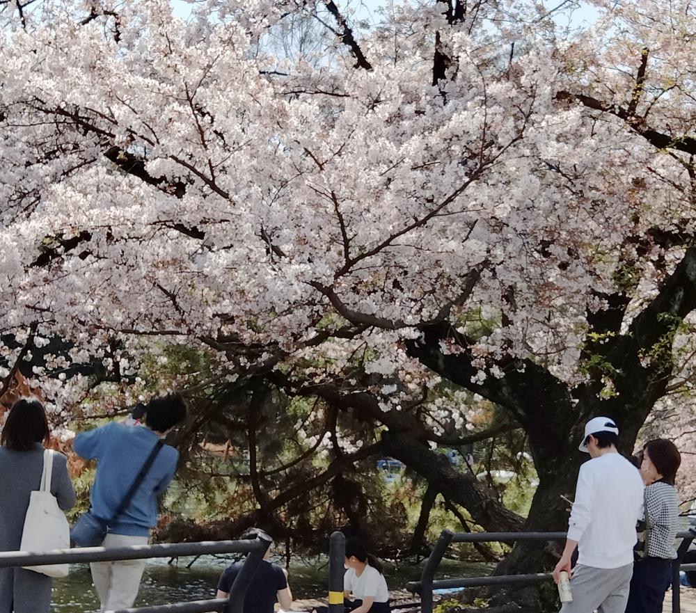 満開の桜を堪能 画像
