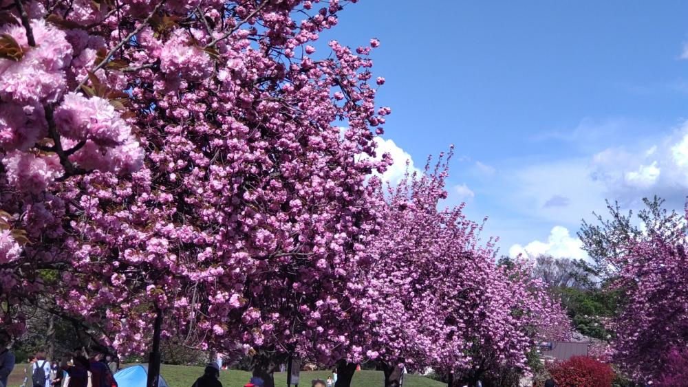 伐採された石神井公園 草地広場の「八重桜」 画像