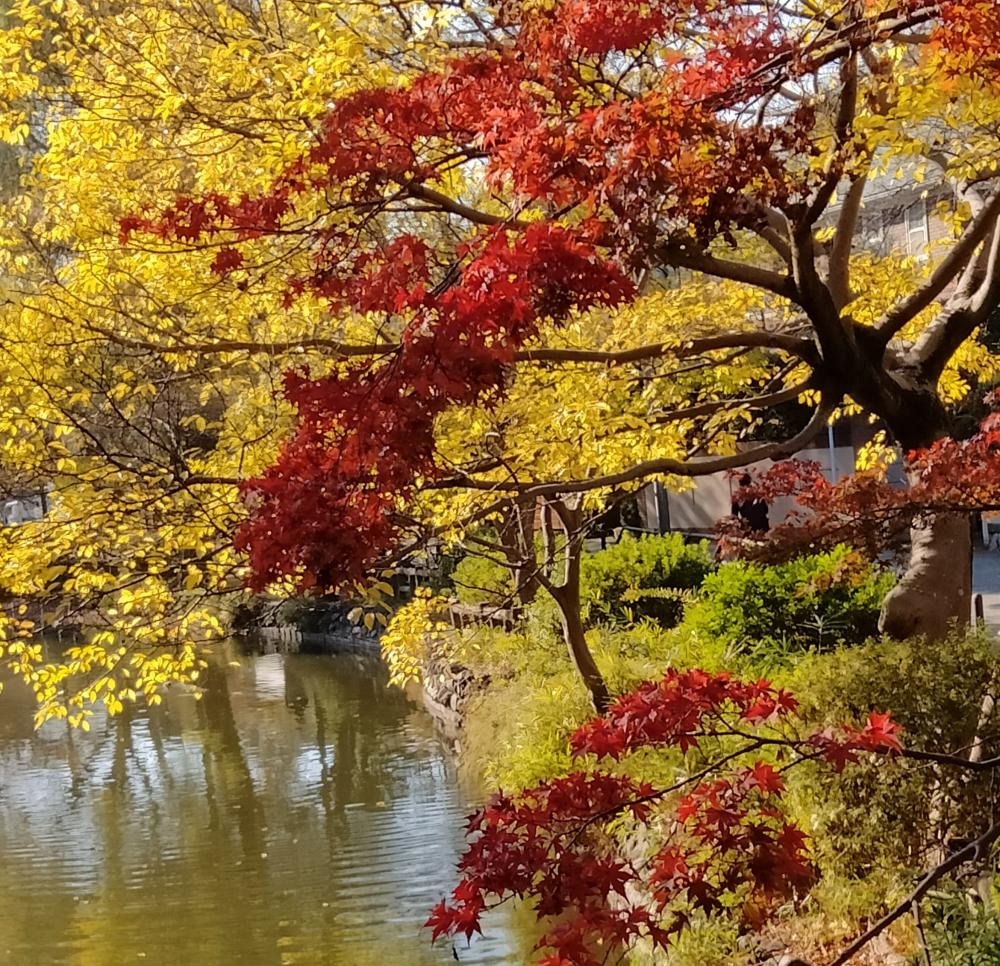 紅葉狩りの季節 画像
