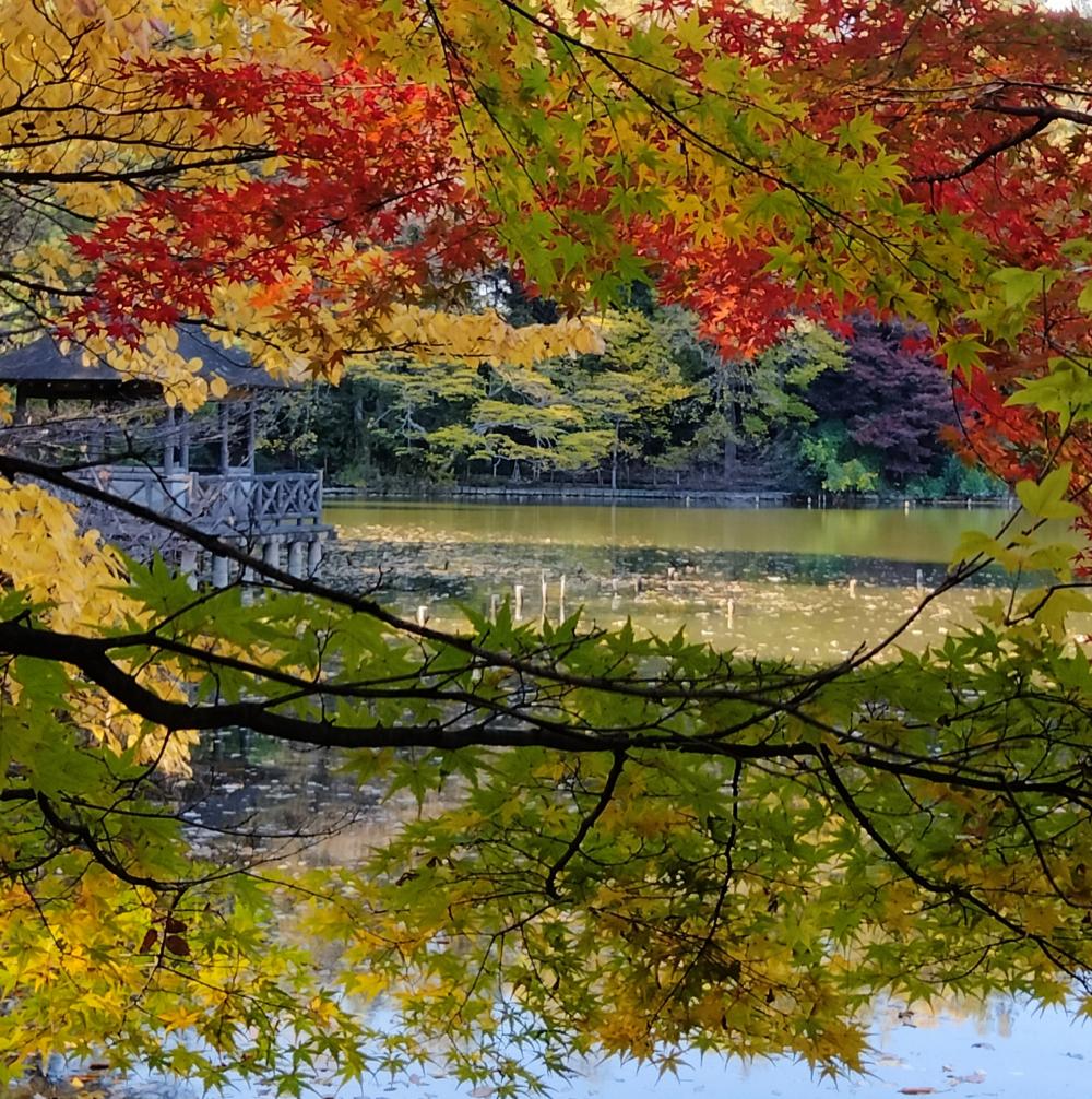 素敵です 。石神井公園の紅葉 画像