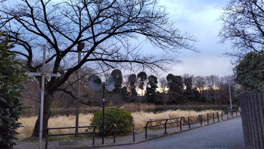 冬の石神井公園（夕暮れ）