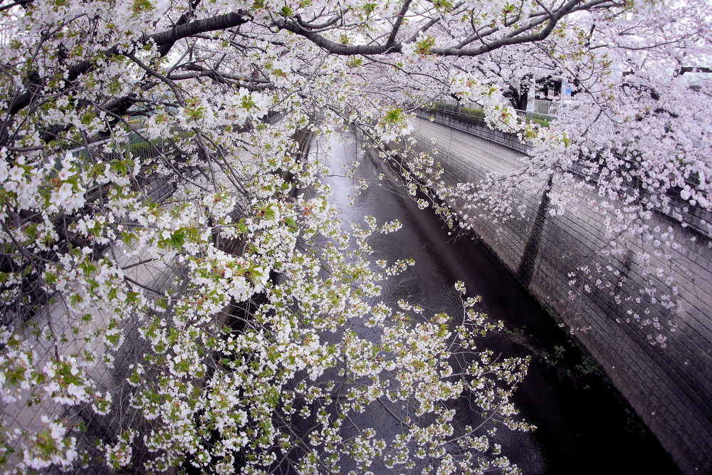 上新田橋で花見 画像