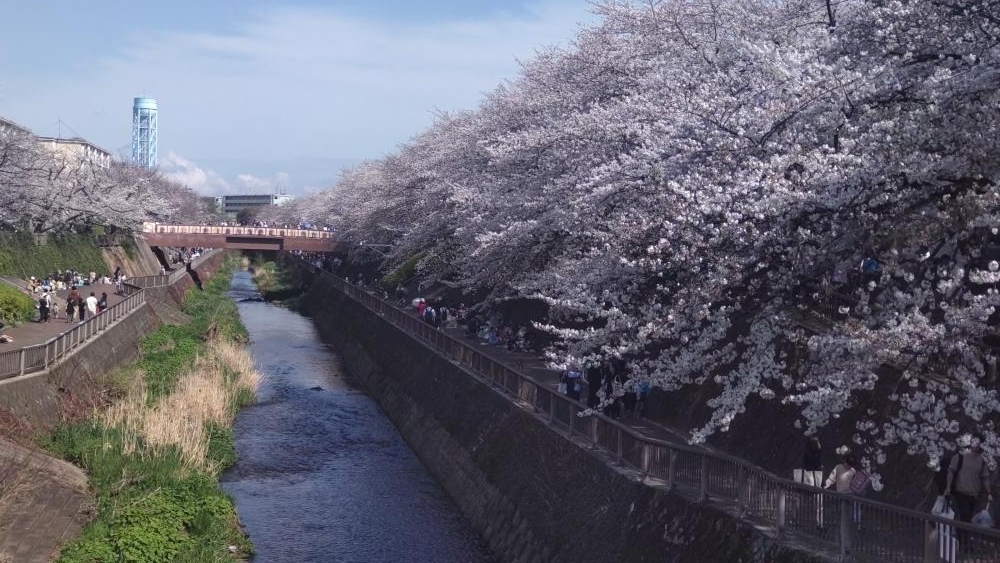 石神井川沿いのソメイヨシノ 画像