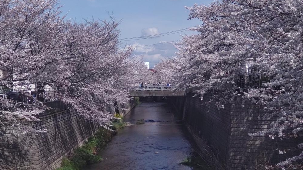 石神井川沿いのソメイヨシノ 画像