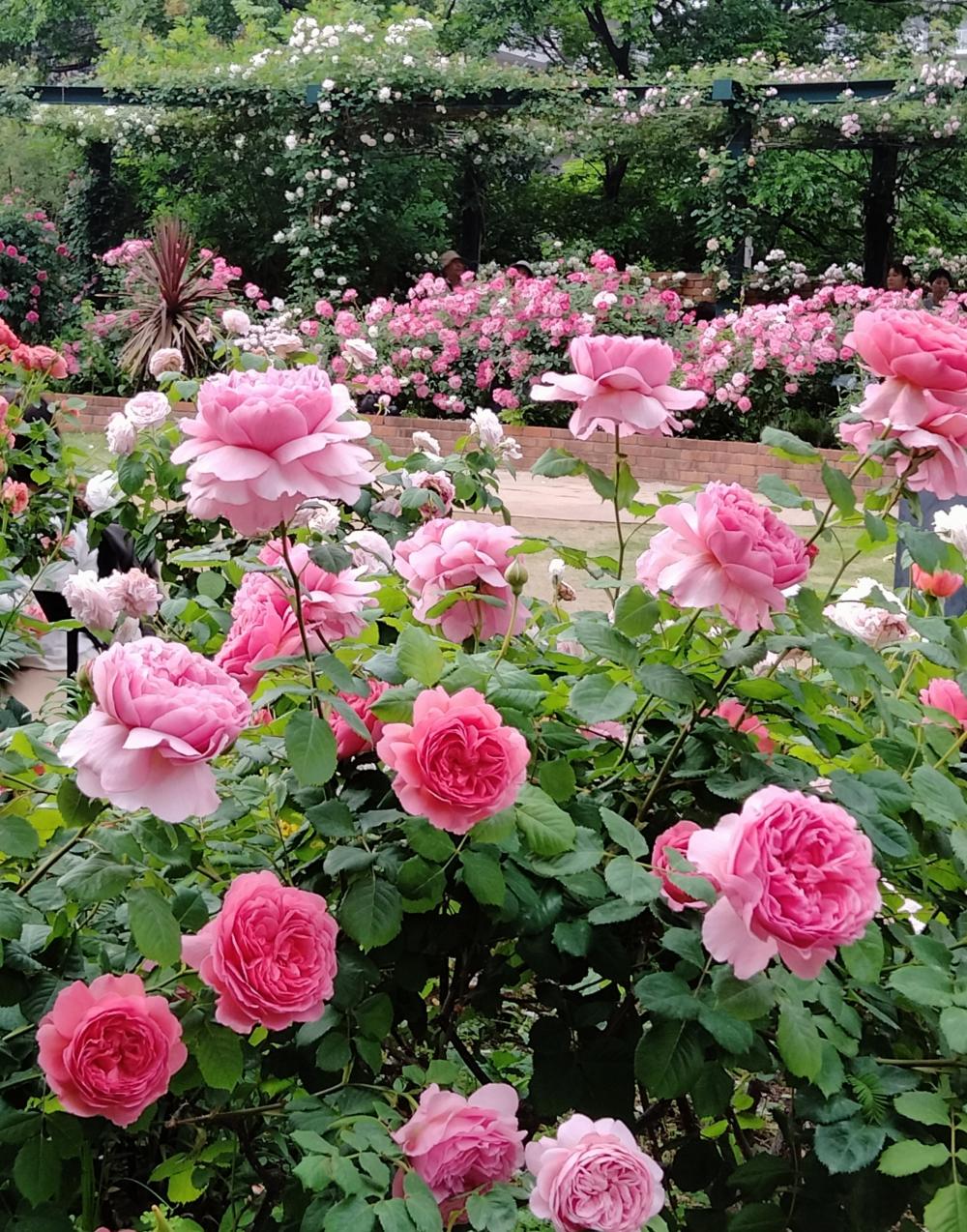 咲き誇る四季の香ローズガーデンの薔薇 画像
