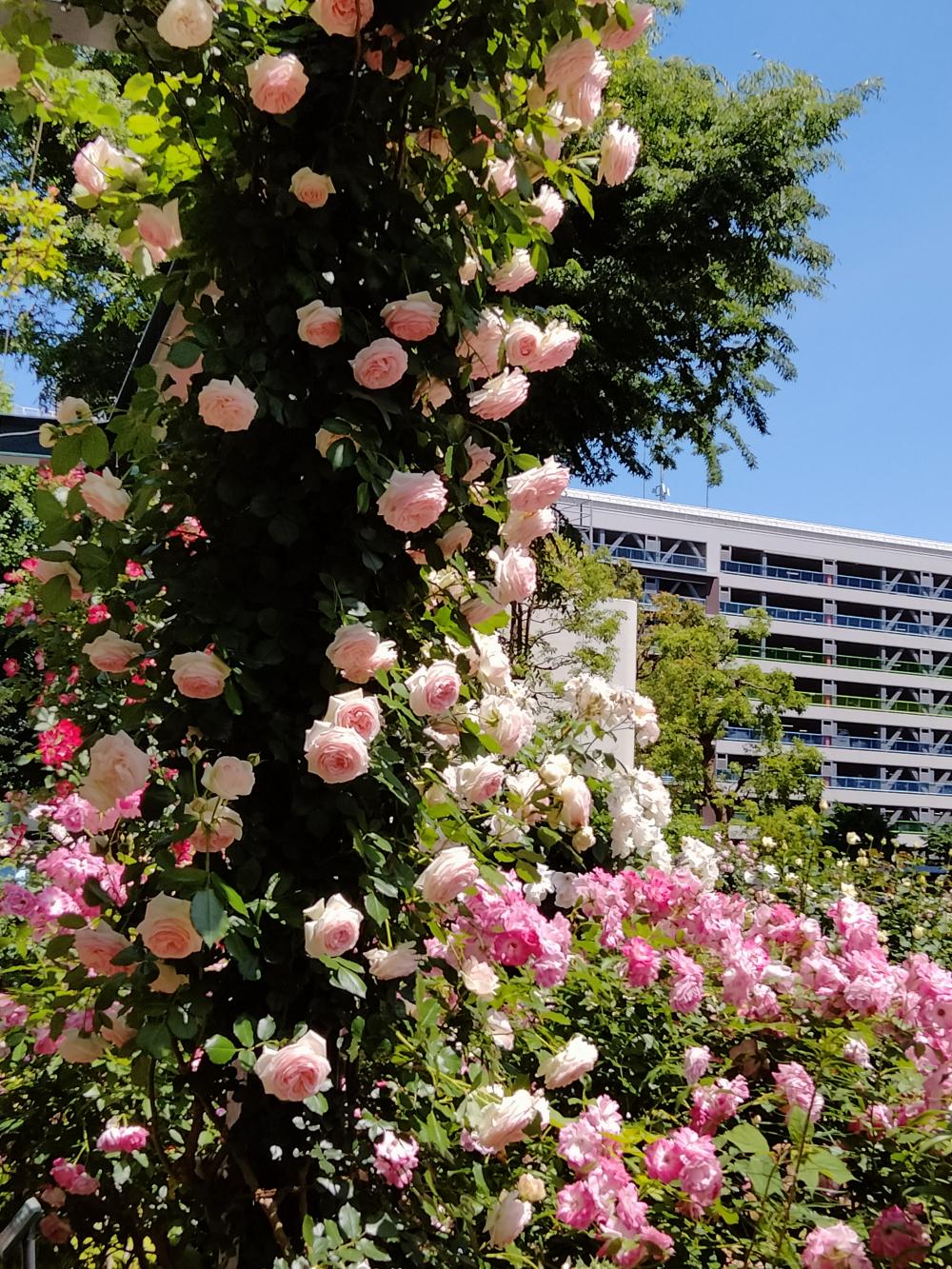 咲き誇る四季の香ローズガーデンの薔薇 画像