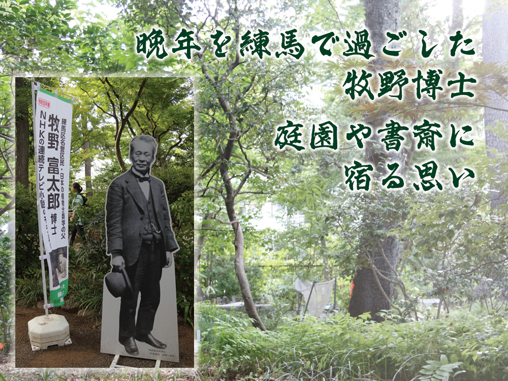 NHK連続テレビ小説「らんまん」、いよいよクライマックス！  牧野富太郎博士の生きた証は今も「牧野記念庭園」に息づいています 画像