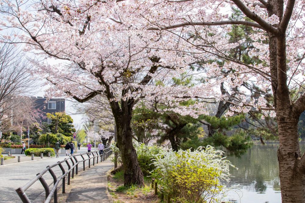 石神井公園でしとやかな八重桜を愛でる（まっぷ：Dコース） 画像