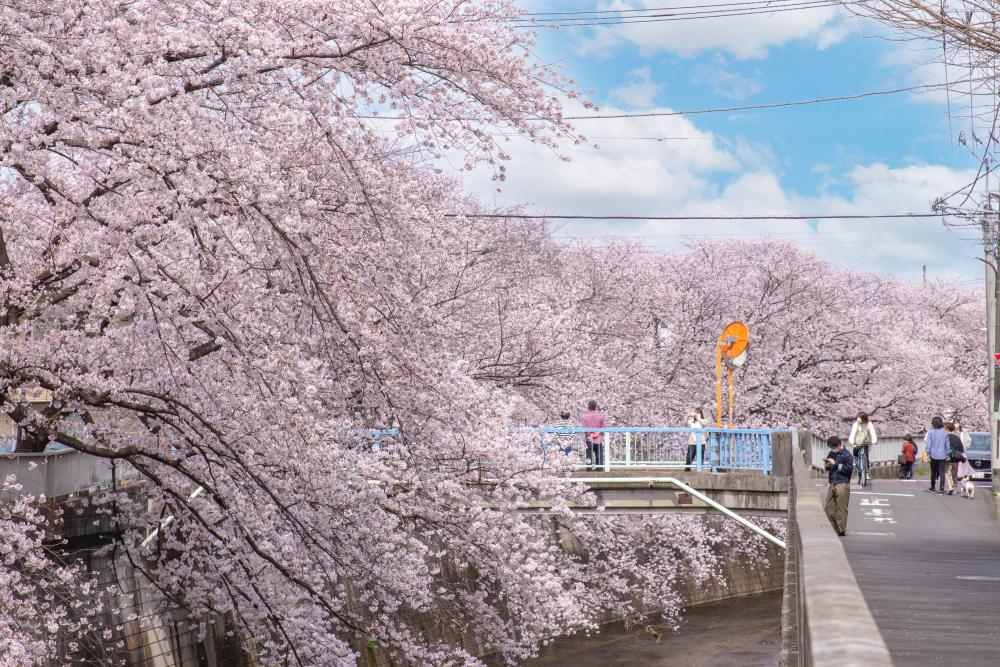 石神井川沿いの桜（まっぷ：Fコース） 画像