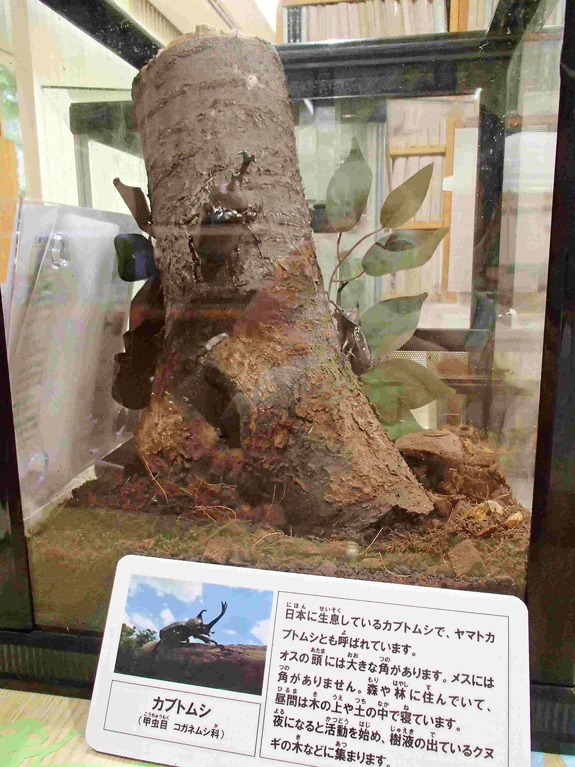 ▪️カブトムシのエサやり体験