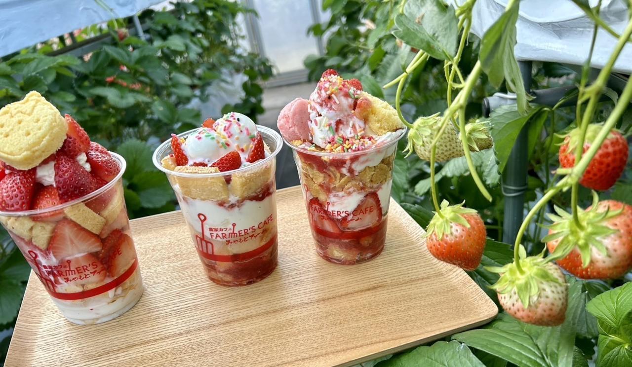 2025年度　第12回【ねりま観光ツアー】「イチゴ狩り＆とれたてイチゴパフェ作り体験ツアー参加者募集」