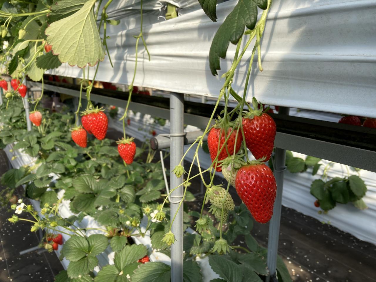 2025年度　第12回【ねりま観光ツアー】「イチゴ狩り＆とれたてイチゴパフェ作り体験ツアー参加者募集」 2