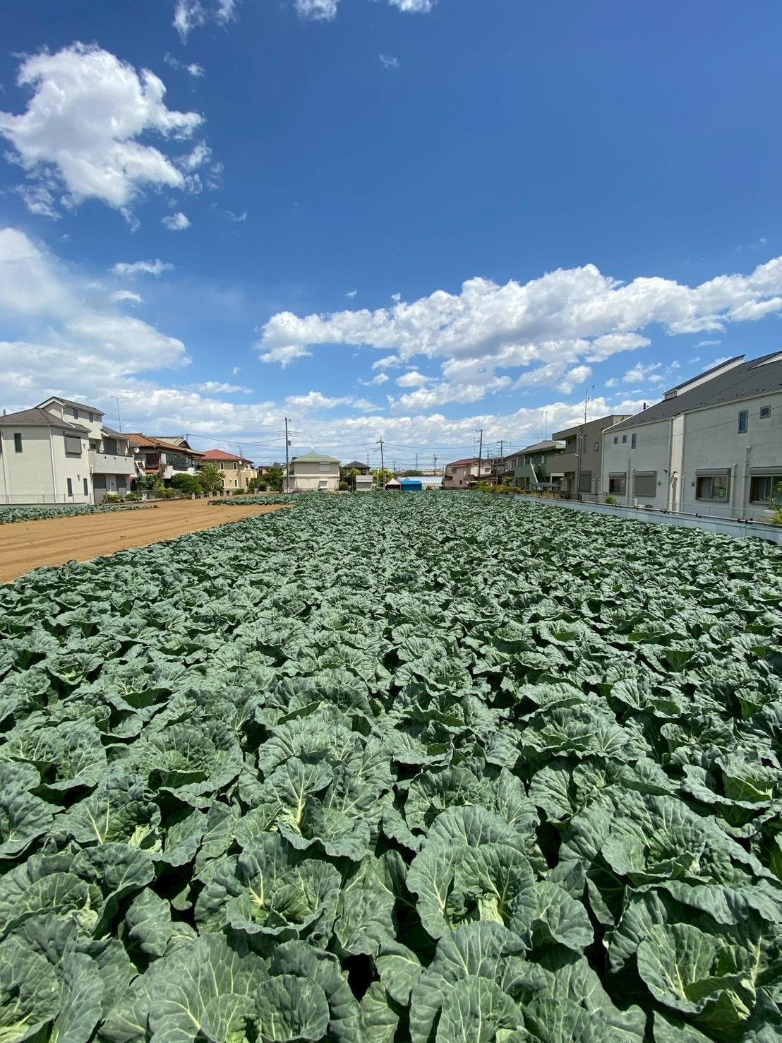 2026年度　第3回【ねりま観光ツアー】高橋農園の春キャベツと加藤トマトファームのミニトマト収穫体験ツアー