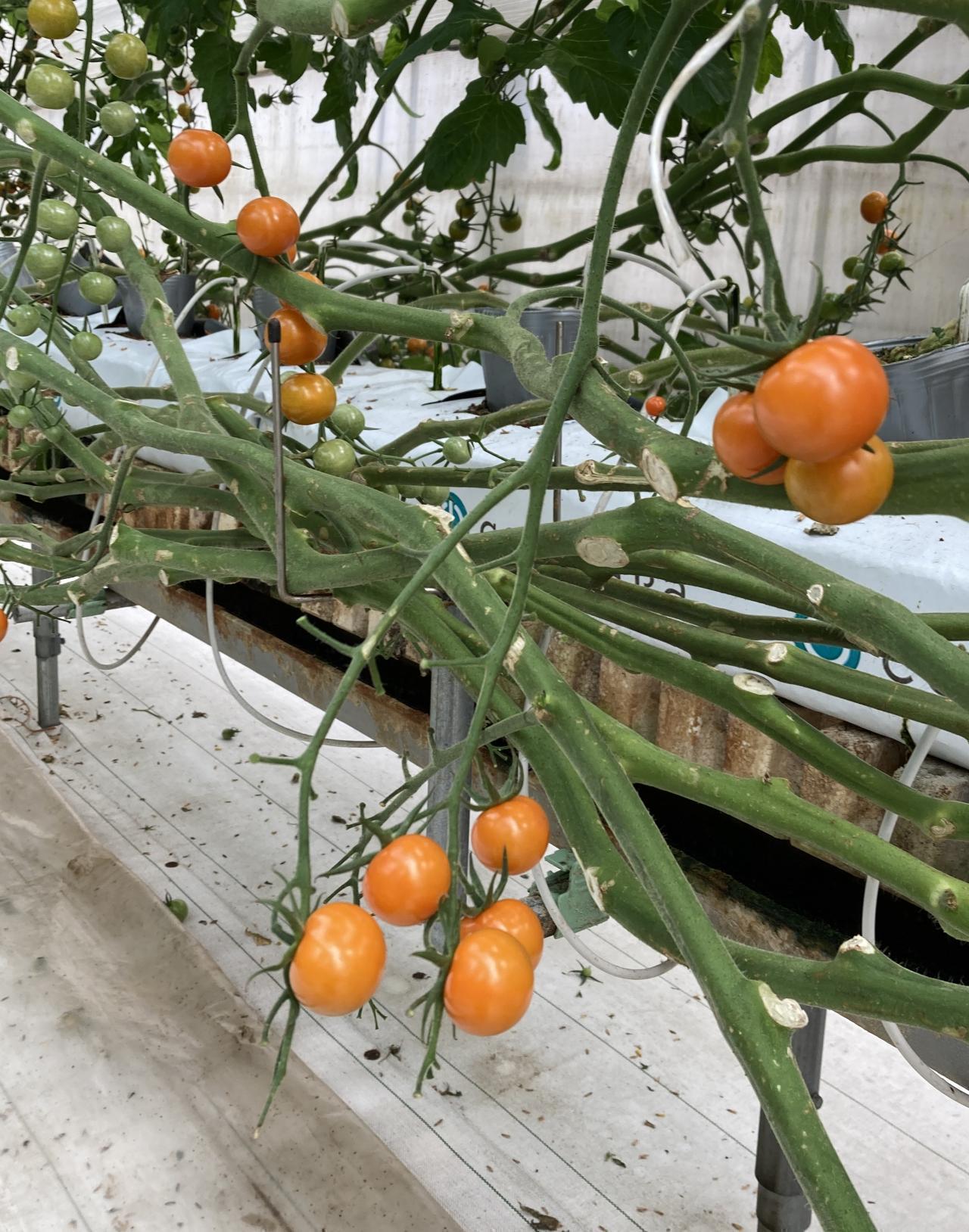 2026年度　第3回【ねりま観光ツアー】高橋農園の春キャベツと加藤トマトファームのミニトマト収穫体験ツアー 4