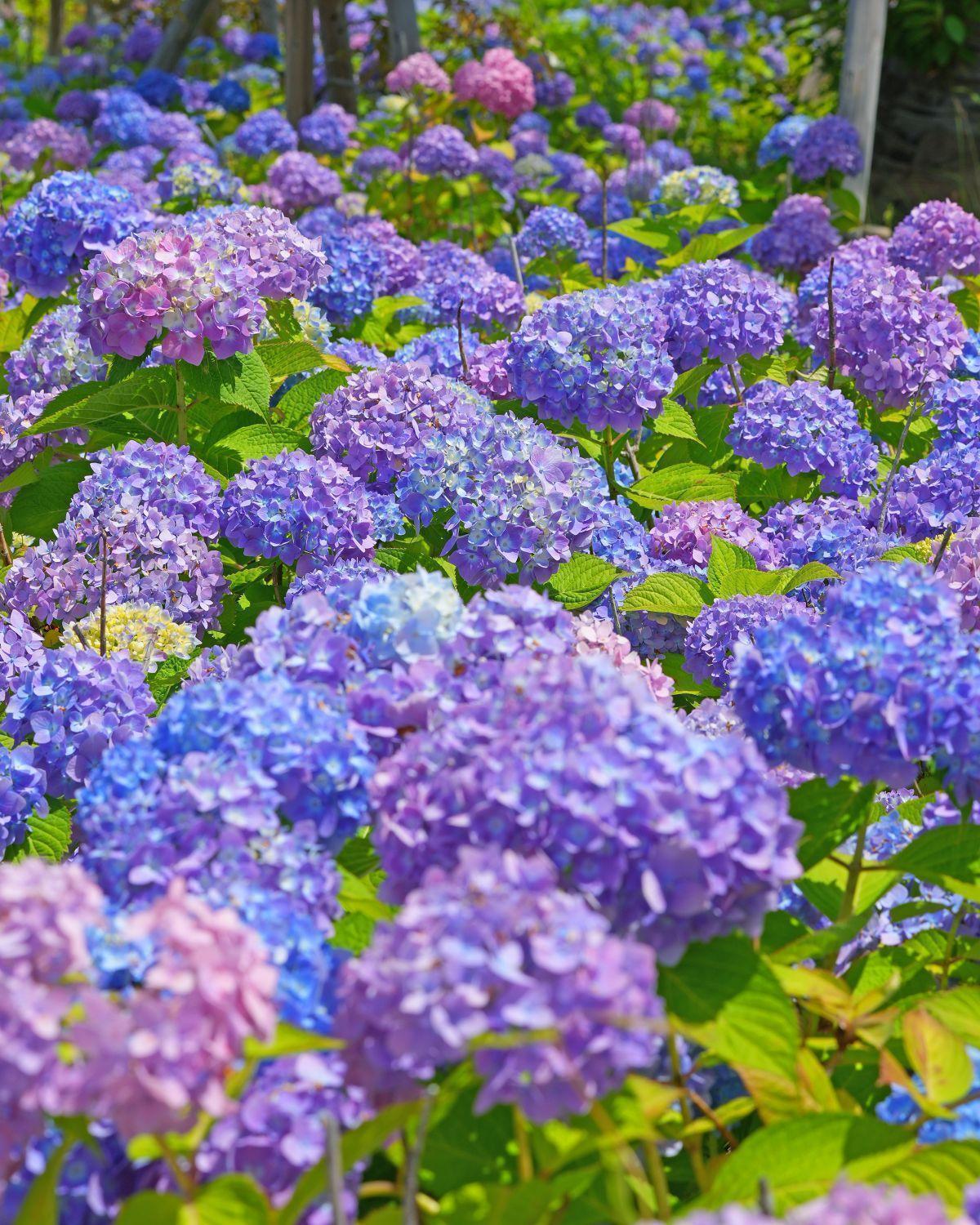 2026年度　第5回【ねりま観光ツアー】田島山十一ヶ寺と練馬城址公園のあじさい鑑賞ツアー 2