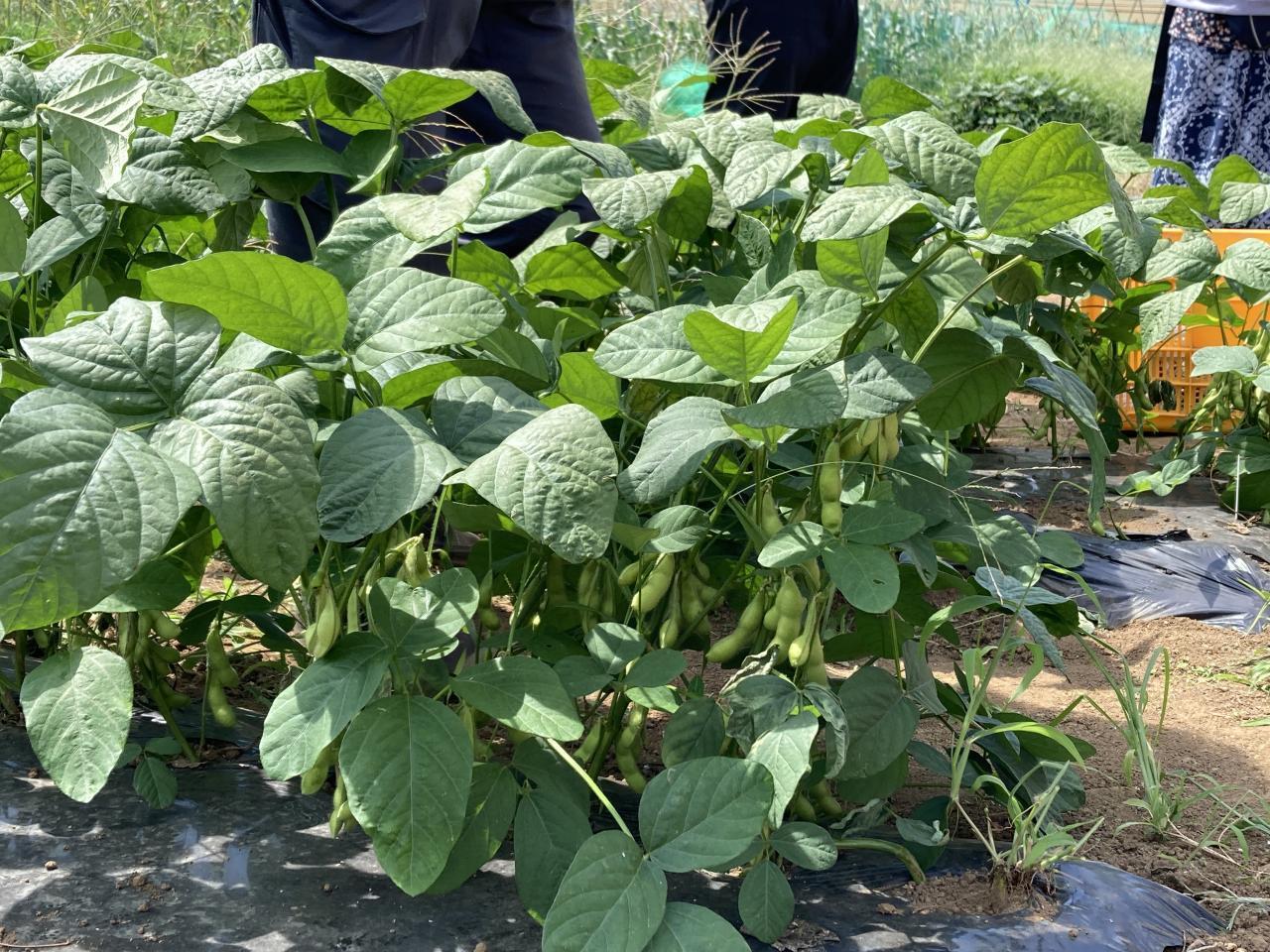 2026年度　第7回【ねりま観光ツアー】「農の恵みと風景を巡るツアー」参加者募集 2